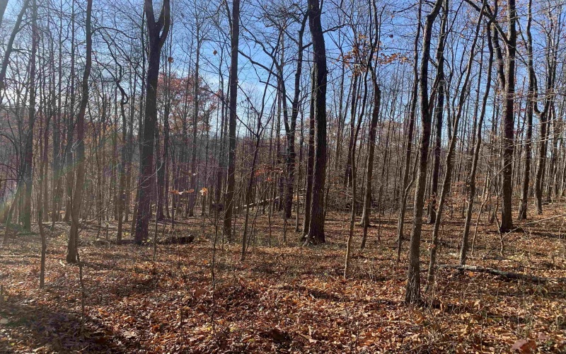 TBD Narrows Road, Philippi, West Virginia 26416, ,Lots/land,For Sale,Narrows,10162484 TBD Narrows Road, Philippi, West Virginia 26416, ,Lots/land,For Sale,Narrows,10162484