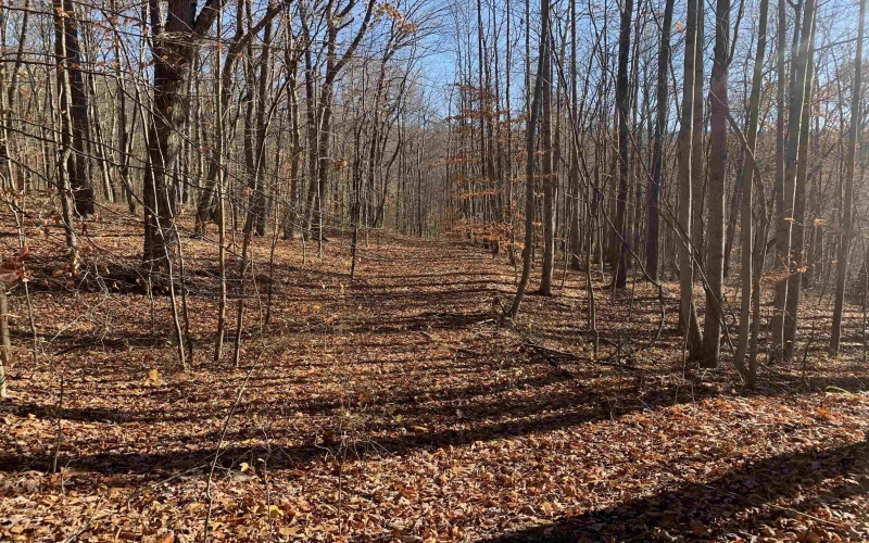 TBD Narrows Road, Philippi, West Virginia 26416, ,Lots/land,For Sale,Narrows,10162484 TBD Narrows Road, Philippi, West Virginia 26416, ,Lots/land,For Sale,Narrows,10162484