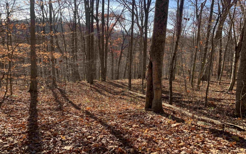 TBD Narrows Road, Philippi, West Virginia 26416, ,Lots/land,For Sale,Narrows,10162484 TBD Narrows Road, Philippi, West Virginia 26416, ,Lots/land,For Sale,Narrows,10162484