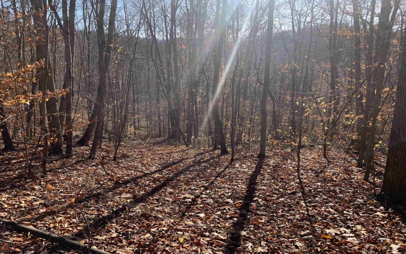 TBD Narrows Road, Philippi, West Virginia 26416, ,Lots/land,For Sale,Narrows,10162484 TBD Narrows Road, Philippi, West Virginia 26416, ,Lots/land,For Sale,Narrows,10162484