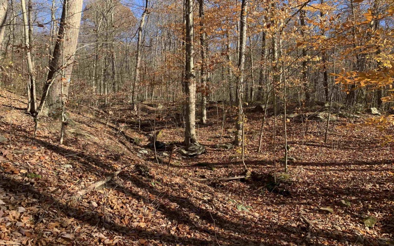 TBD Narrows Road, Philippi, West Virginia 26416, ,Lots/land,For Sale,Narrows,10162484 TBD Narrows Road, Philippi, West Virginia 26416, ,Lots/land,For Sale,Narrows,10162484