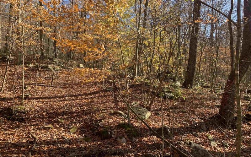 TBD Narrows Road, Philippi, West Virginia 26416, ,Lots/land,For Sale,Narrows,10162484 TBD Narrows Road, Philippi, West Virginia 26416, ,Lots/land,For Sale,Narrows,10162484