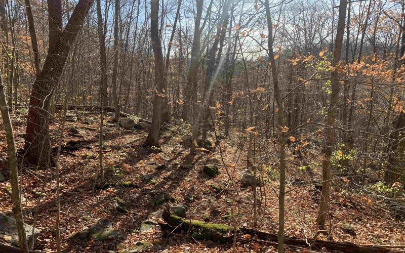 TBD Narrows Road, Philippi, West Virginia 26416, ,Lots/land,For Sale,Narrows,10162484 TBD Narrows Road, Philippi, West Virginia 26416, ,Lots/land,For Sale,Narrows,10162484