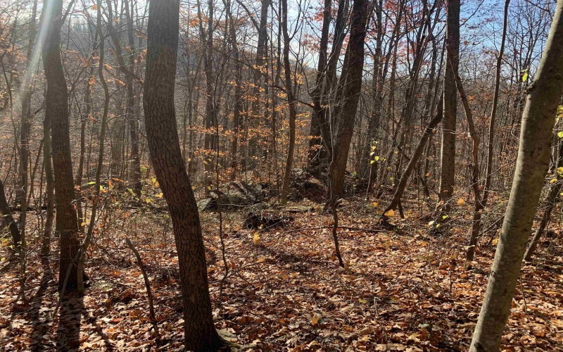 TBD Narrows Road, Philippi, West Virginia 26416, ,Lots/land,For Sale,Narrows,10162484 TBD Narrows Road, Philippi, West Virginia 26416, ,Lots/land,For Sale,Narrows,10162484