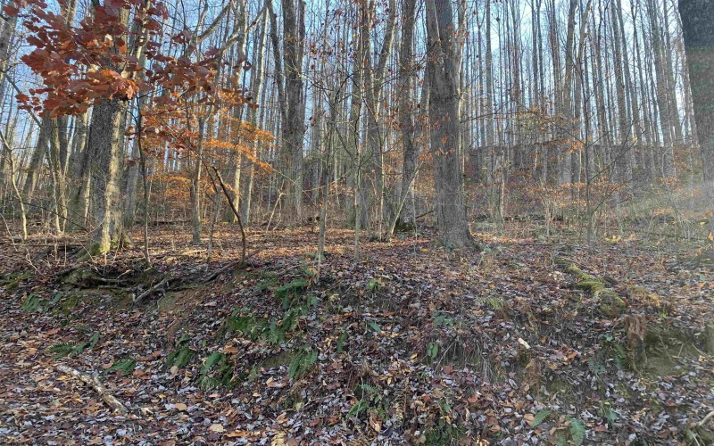TBD Narrows Road, Philippi, West Virginia 26416, ,Lots/land,For Sale,Narrows,10162484 TBD Narrows Road, Philippi, West Virginia 26416, ,Lots/land,For Sale,Narrows,10162484