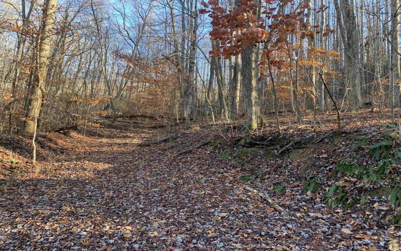 TBD Narrows Road, Philippi, West Virginia 26416, ,Lots/land,For Sale,Narrows,10162484 TBD Narrows Road, Philippi, West Virginia 26416, ,Lots/land,For Sale,Narrows,10162484