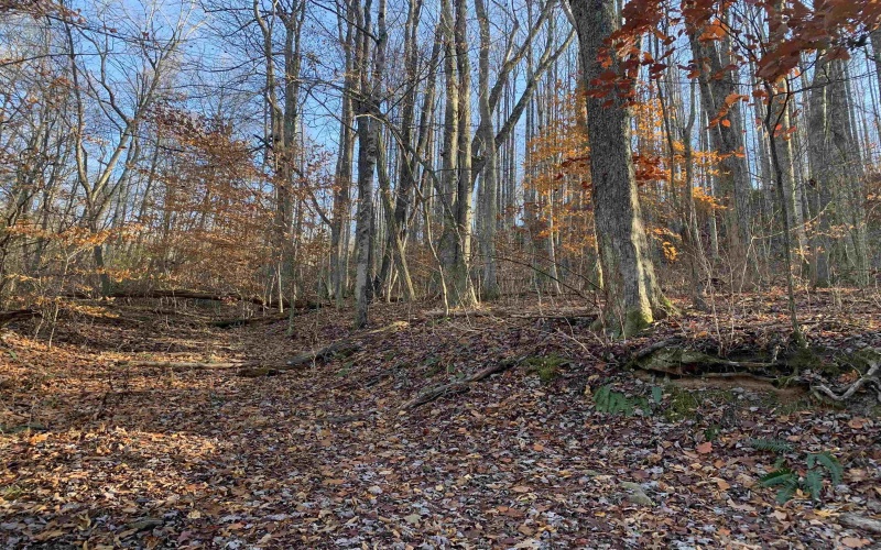 TBD Narrows Road, Philippi, West Virginia 26416, ,Lots/land,For Sale,Narrows,10162484 TBD Narrows Road, Philippi, West Virginia 26416, ,Lots/land,For Sale,Narrows,10162484