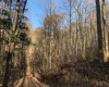 TBD Narrows Road, Philippi, West Virginia 26416, ,Lots/land,For Sale,Narrows,10162484 TBD Narrows Road, Philippi, West Virginia 26416, ,Lots/land,For Sale,Narrows,10162484