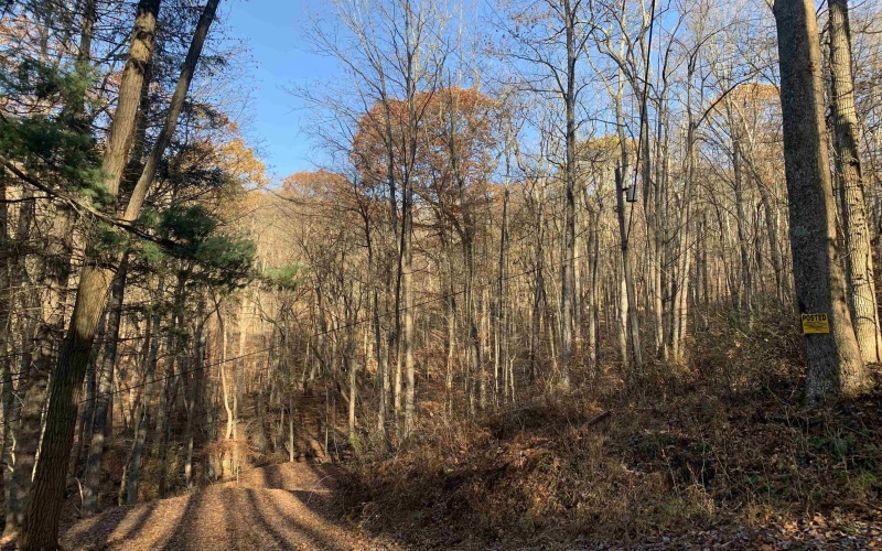 TBD Narrows Road, Philippi, West Virginia 26416, ,Lots/land,For Sale,Narrows,10162484 TBD Narrows Road, Philippi, West Virginia 26416, ,Lots/land,For Sale,Narrows,10162484