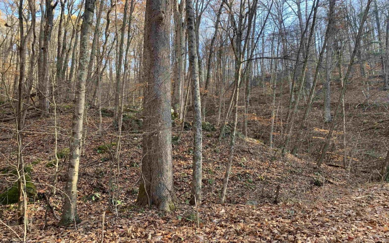 TBD Narrows Road, Philippi, West Virginia 26416, ,Lots/land,For Sale,Narrows,10162484 TBD Narrows Road, Philippi, West Virginia 26416, ,Lots/land,For Sale,Narrows,10162484