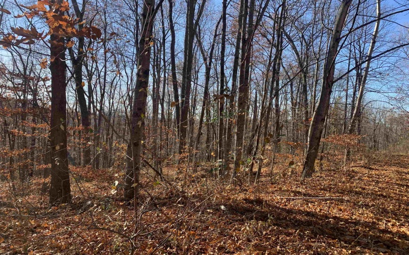 TBD Narrows Road, Philippi, West Virginia 26416, ,Lots/land,For Sale,Narrows,10162484 TBD Narrows Road, Philippi, West Virginia 26416, ,Lots/land,For Sale,Narrows,10162484