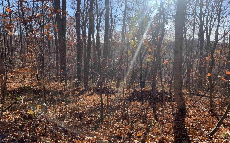 TBD Narrows Road, Philippi, West Virginia 26416, ,Lots/land,For Sale,Narrows,10162484 TBD Narrows Road, Philippi, West Virginia 26416, ,Lots/land,For Sale,Narrows,10162484