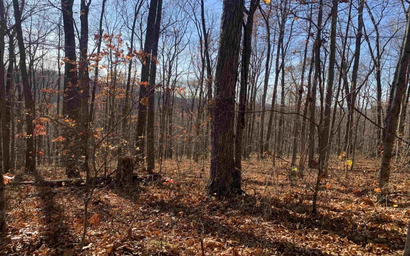 TBD Narrows Road, Philippi, West Virginia 26416, ,Lots/land,For Sale,Narrows,10162484 TBD Narrows Road, Philippi, West Virginia 26416, ,Lots/land,For Sale,Narrows,10162484