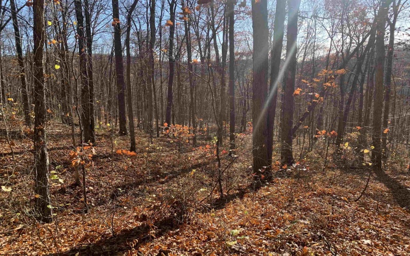 TBD Narrows Road, Philippi, West Virginia 26416, ,Lots/land,For Sale,Narrows,10162484 TBD Narrows Road, Philippi, West Virginia 26416, ,Lots/land,For Sale,Narrows,10162484