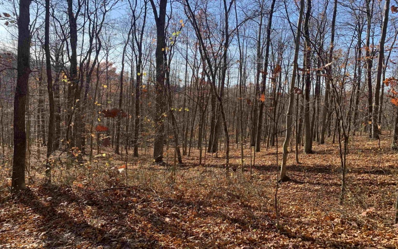 TBD Narrows Road, Philippi, West Virginia 26416, ,Lots/land,For Sale,Narrows,10162484 TBD Narrows Road, Philippi, West Virginia 26416, ,Lots/land,For Sale,Narrows,10162484