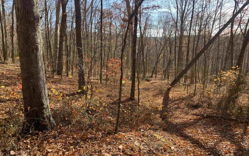 TBD Narrows Road, Philippi, West Virginia 26416, ,Lots/land,For Sale,Narrows,10162484 TBD Narrows Road, Philippi, West Virginia 26416, ,Lots/land,For Sale,Narrows,10162484