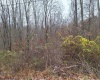 TBD Jack Run Road, Bridgeport, West Virginia 26330, ,Lots/land,For Sale,Jack Run,10157077
