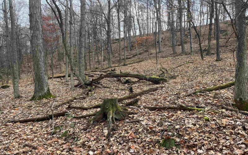 000 Crawford Road, Crawford, West Virginia 26343, ,Lots/land,For Sale,Crawford,10162543 000 Crawford Road, Crawford, West Virginia 26343, ,Lots/land,For Sale,Crawford,10162543