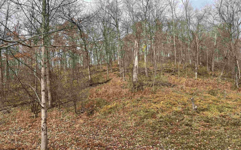 000 Crawford Road, Crawford, West Virginia 26343, ,Lots/land,For Sale,Crawford,10162543 000 Crawford Road, Crawford, West Virginia 26343, ,Lots/land,For Sale,Crawford,10162543