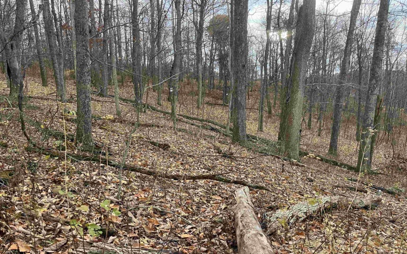 000 Crawford Road, Crawford, West Virginia 26343, ,Lots/land,For Sale,Crawford,10162543 000 Crawford Road, Crawford, West Virginia 26343, ,Lots/land,For Sale,Crawford,10162543