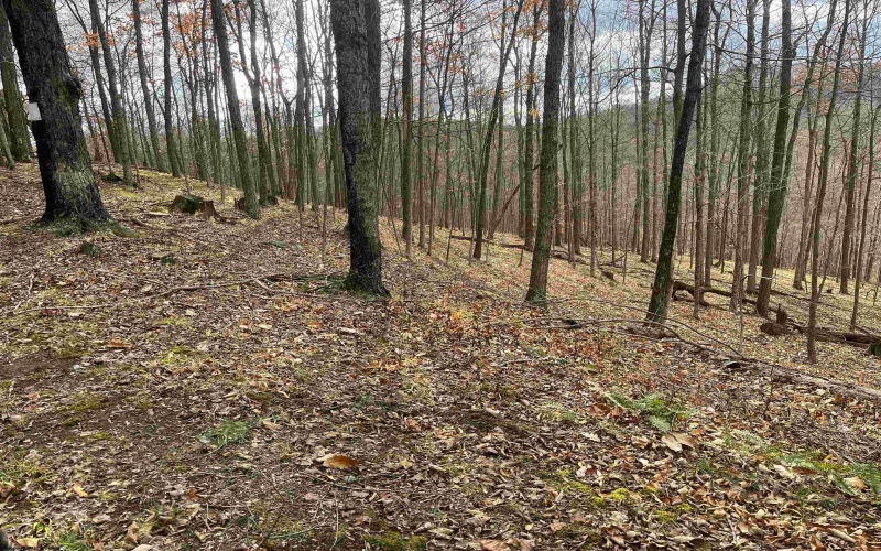 000 Crawford Road, Crawford, West Virginia 26343, ,Lots/land,For Sale,Crawford,10162543 000 Crawford Road, Crawford, West Virginia 26343, ,Lots/land,For Sale,Crawford,10162543