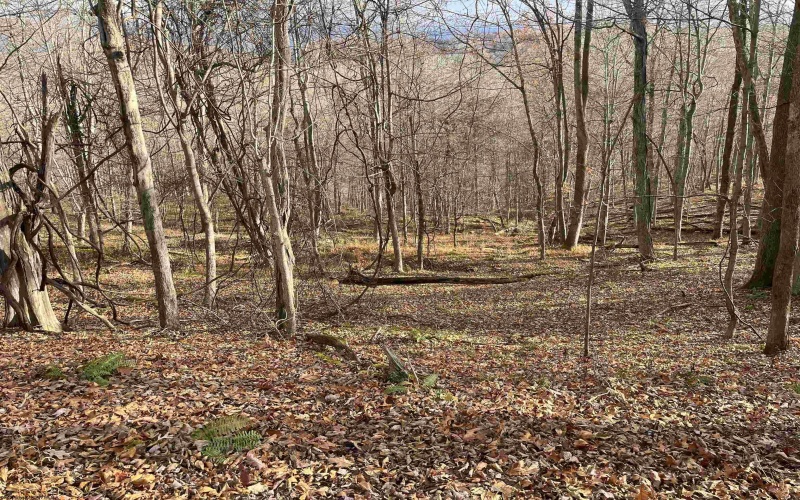 000 Crawford Road, Crawford, West Virginia 26343, ,Lots/land,For Sale,Crawford,10162543 000 Crawford Road, Crawford, West Virginia 26343, ,Lots/land,For Sale,Crawford,10162543