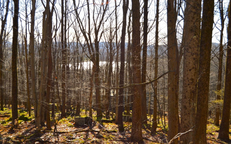 Lot 154 Daisy Drive, Terra Alta, West Virginia 26764, ,Lots/land,For Sale,Daisy,10162554