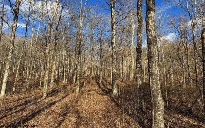 TBD Keller Hill Road, Belington, West Virginia 26260, ,Lots/land,For Sale,Keller Hill,10157596