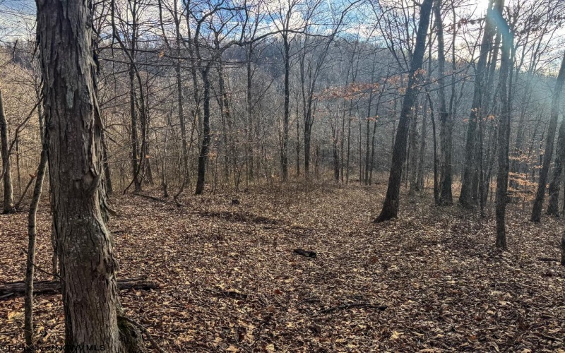 TBD Keller Hill Road, Belington, West Virginia 26260, ,Lots/land,For Sale,Keller Hill,10157596