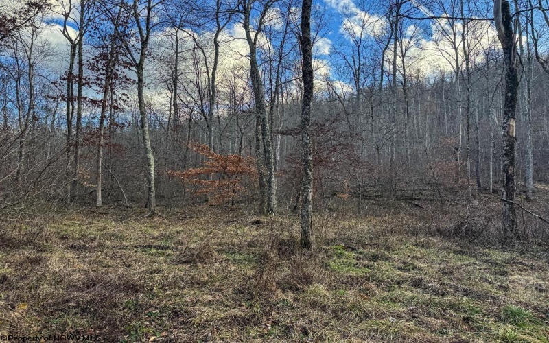 TBD Keller Hill Road, Belington, West Virginia 26260, ,Lots/land,For Sale,Keller Hill,10157596