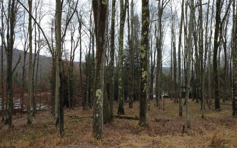 176 Laurel Circle, Terra Alta, West Virginia 26764, ,Lots/land,For Sale,Laurel,10162573