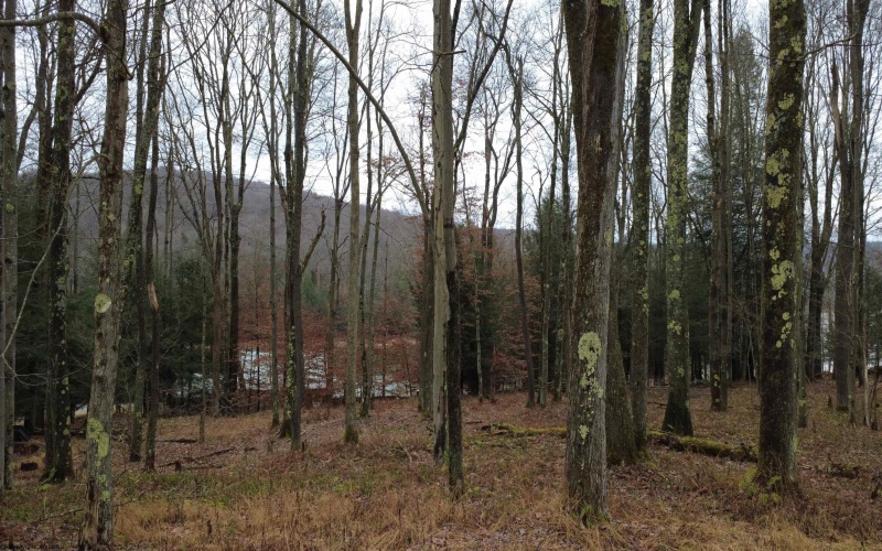 176 Laurel Circle, Terra Alta, West Virginia 26764, ,Lots/land,For Sale,Laurel,10162573