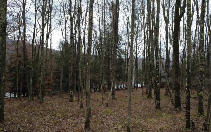 176 Laurel Circle, Terra Alta, West Virginia 26764, ,Lots/land,For Sale,Laurel,10162573