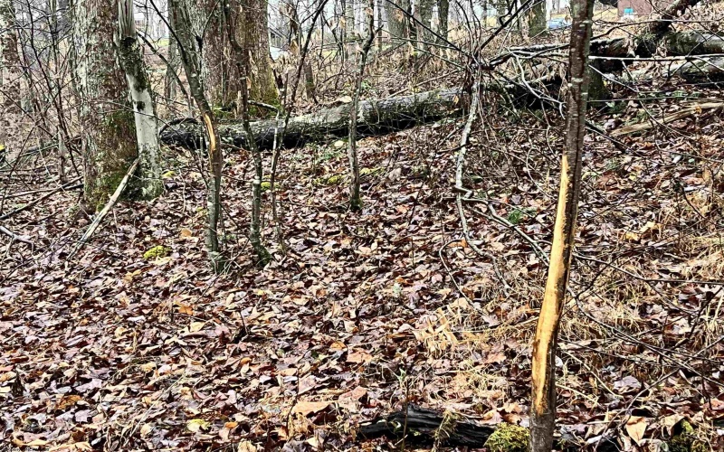 9179 Alexander Road, French Creek, West Virginia 26218, 3 Bedrooms Bedrooms, 6 Rooms Rooms,2 BathroomsBathrooms,Single Family Detached,For Sale,Alexander,10162607