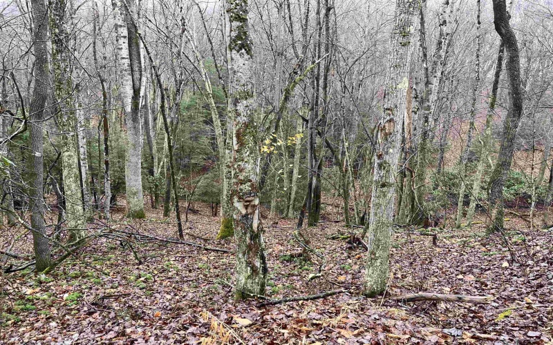 9179 Alexander Road, French Creek, West Virginia 26218, 3 Bedrooms Bedrooms, 6 Rooms Rooms,2 BathroomsBathrooms,Single Family Detached,For Sale,Alexander,10162607