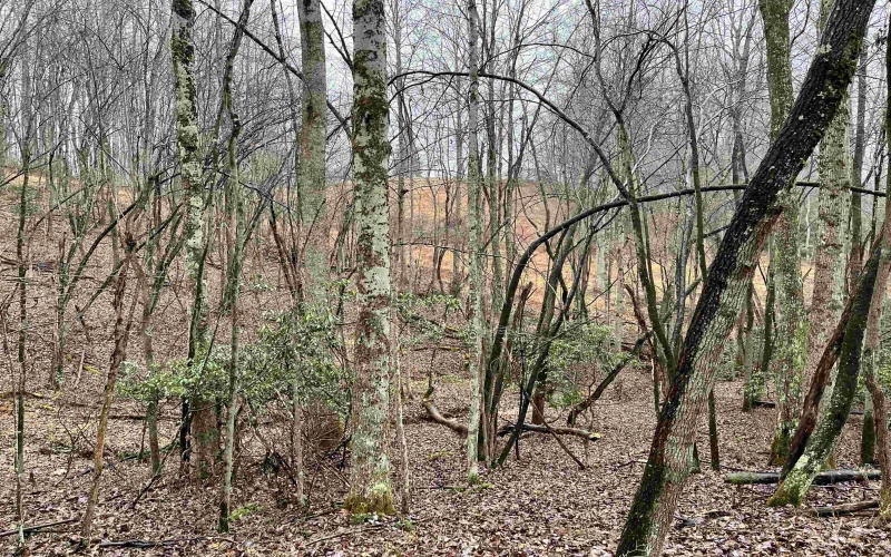 9179 Alexander Road, French Creek, West Virginia 26218, 3 Bedrooms Bedrooms, 6 Rooms Rooms,2 BathroomsBathrooms,Single Family Detached,For Sale,Alexander,10162607