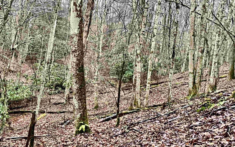 9179 Alexander Road, French Creek, West Virginia 26218, 3 Bedrooms Bedrooms, 6 Rooms Rooms,2 BathroomsBathrooms,Single Family Detached,For Sale,Alexander,10162607