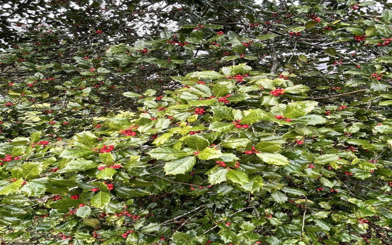 201 Third Street, Parsons, West Virginia 26287, 3 Bedrooms Bedrooms, 9 Rooms Rooms,1 BathroomBathrooms,Single Family Detached,For Sale,Third,10162608