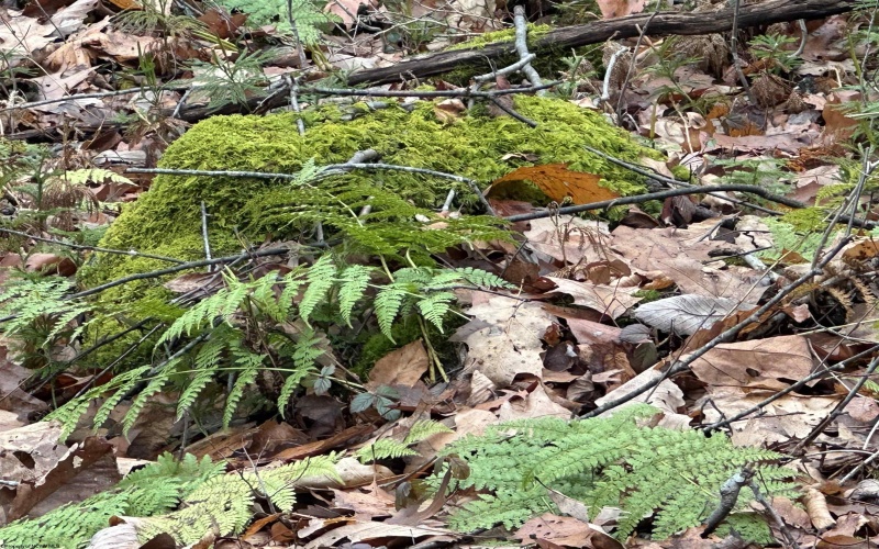 23247 Preston Highway, Bruceton Mills, West Virginia 26525, ,Lots/land,For Sale,Preston,10162665