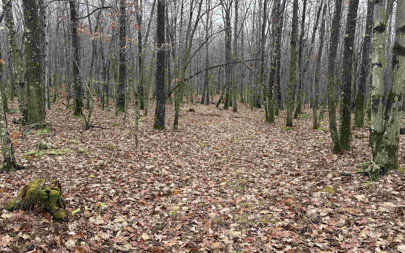 23247 Preston Highway, Bruceton Mills, West Virginia 26525, ,Lots/land,For Sale,Preston,10162665