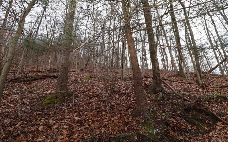 6046 Schoonover Hollow Road, Elkins, West Virginia 26241, 3 Bedrooms Bedrooms, 6 Rooms Rooms,2 BathroomsBathrooms,Single Family Detached,For Sale,Schoonover Hollow,10162695