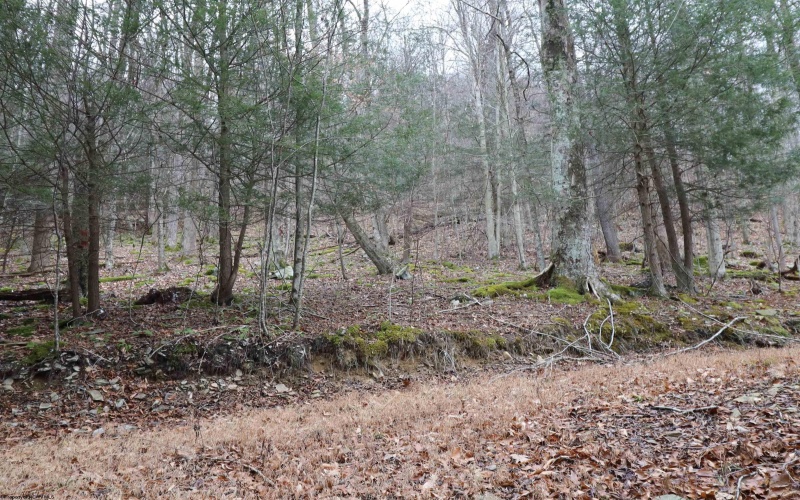 6046 Schoonover Hollow Road, Elkins, West Virginia 26241, 3 Bedrooms Bedrooms, 6 Rooms Rooms,2 BathroomsBathrooms,Single Family Detached,For Sale,Schoonover Hollow,10162695