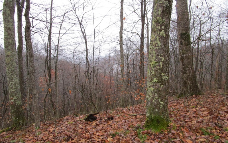 TBD Pheasant Mountain Road, Kerens, West Virginia 26276-0010, ,Lots/land,For Sale,Pheasant Mountain,10162719 TBD Pheasant Mountain Road, Kerens, West Virginia 26276-0010, ,Lots/land,For Sale,Pheasant Mountain,10162719