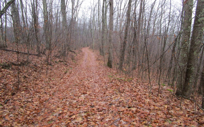 TBD Pheasant Mountain Road, Kerens, West Virginia 26276-0010, ,Lots/land,For Sale,Pheasant Mountain,10162719 TBD Pheasant Mountain Road, Kerens, West Virginia 26276-0010, ,Lots/land,For Sale,Pheasant Mountain,10162719