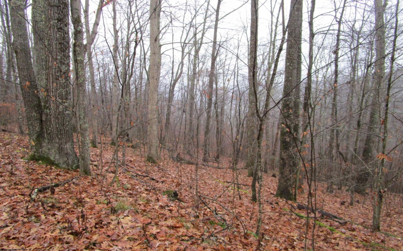 TBD Pheasant Mountain Road, Kerens, West Virginia 26276-0010, ,Lots/land,For Sale,Pheasant Mountain,10162719 TBD Pheasant Mountain Road, Kerens, West Virginia 26276-0010, ,Lots/land,For Sale,Pheasant Mountain,10162719