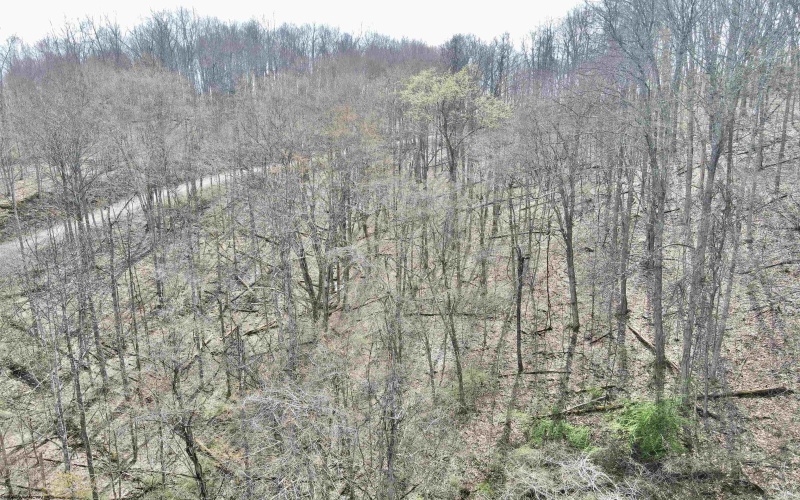 TBD Cowskin Fork Road, Duck, West Virginia 25063, ,Lots/land,For Sale,Cowskin Fork,10159075