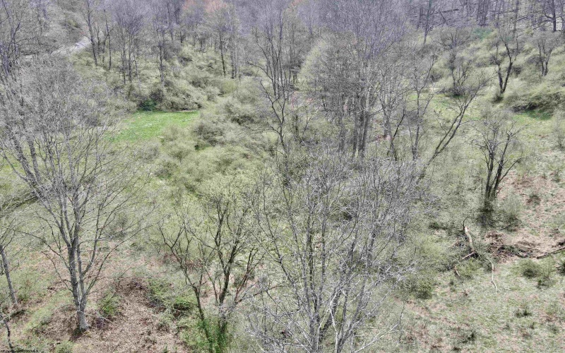 TBD Cowskin Fork Road, Duck, West Virginia 25063, ,Lots/land,For Sale,Cowskin Fork,10159075