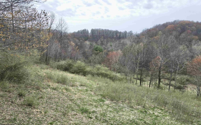 TBD Cowskin Fork Road, Duck, West Virginia 25063, ,Lots/land,For Sale,Cowskin Fork,10159075