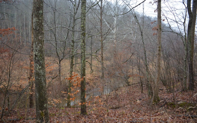 TBD Sand Fork Road, Roanoke, West Virginia 26447-0000, ,Lots/land,For Sale,Sand Fork,10162741