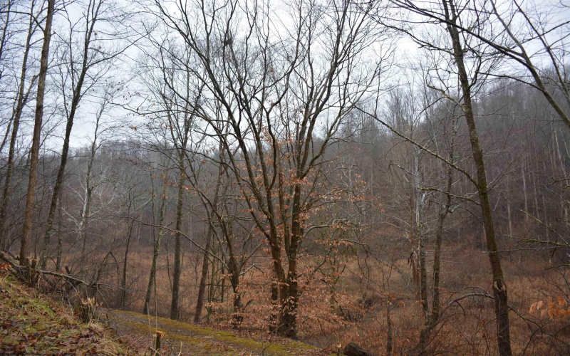 TBD Sand Fork Road, Roanoke, West Virginia 26447-0000, ,Lots/land,For Sale,Sand Fork,10162741